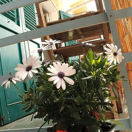 Camilla אלגהרו